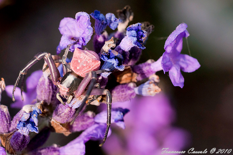 Thomisus onustus
